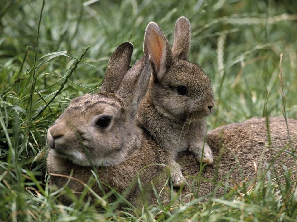 Lapins et Lievres Very Cute Rabbits