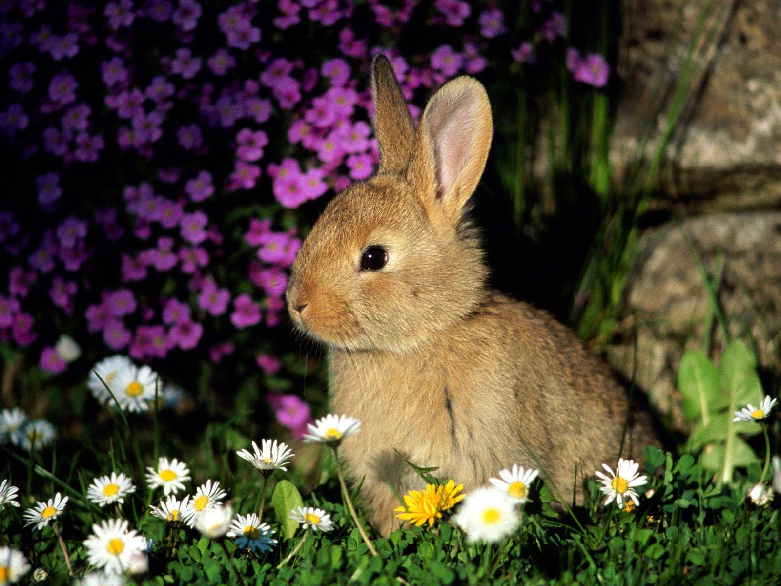 Lapins et Lievres Rabbit Among Flowers