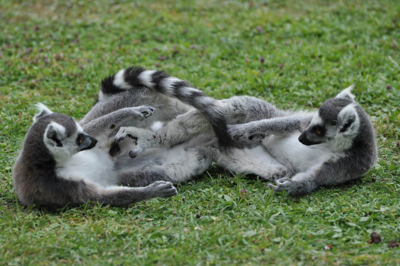 Lemuriens petits lémuriens