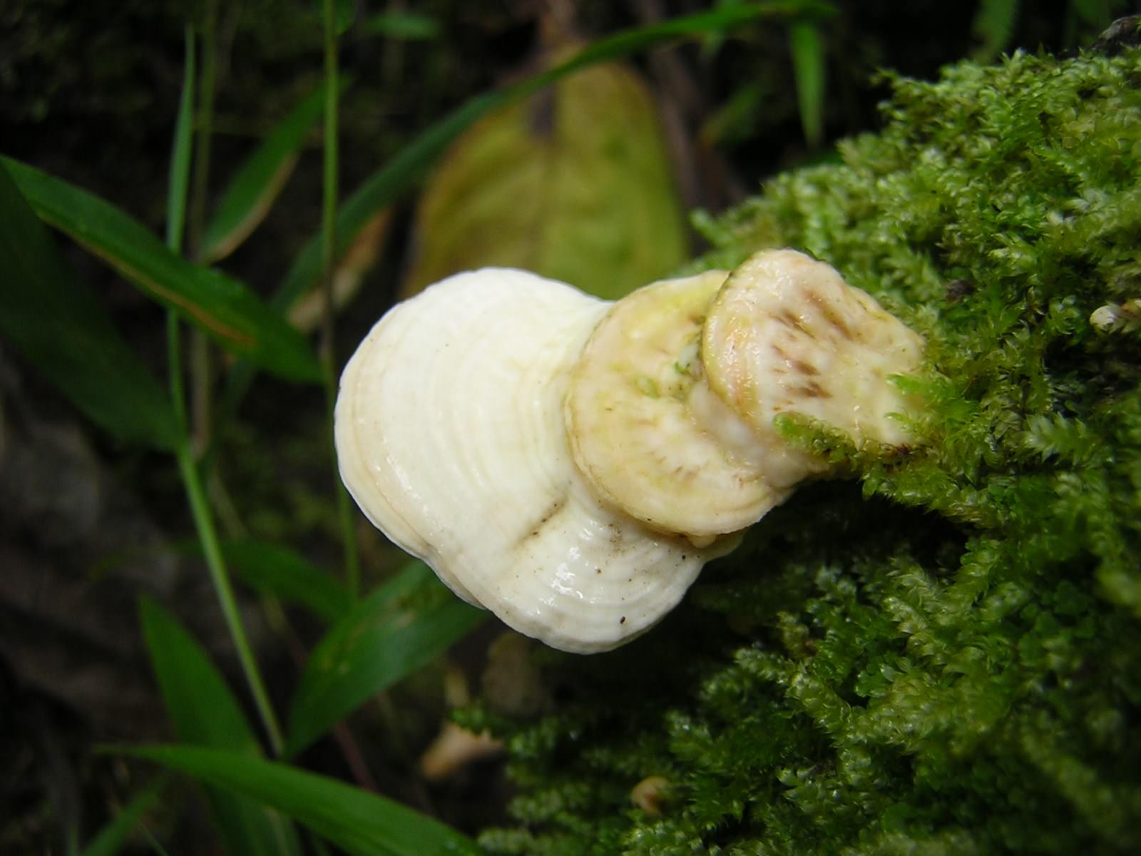 Mousses et Lichens Mini champignon