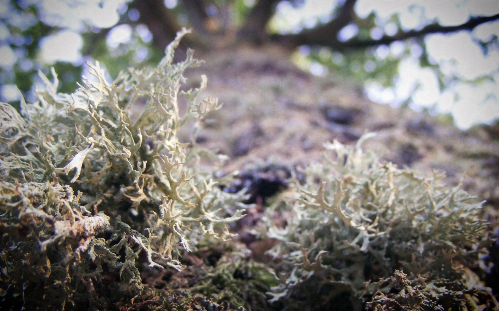 Mousses et Lichens Lichen barbu