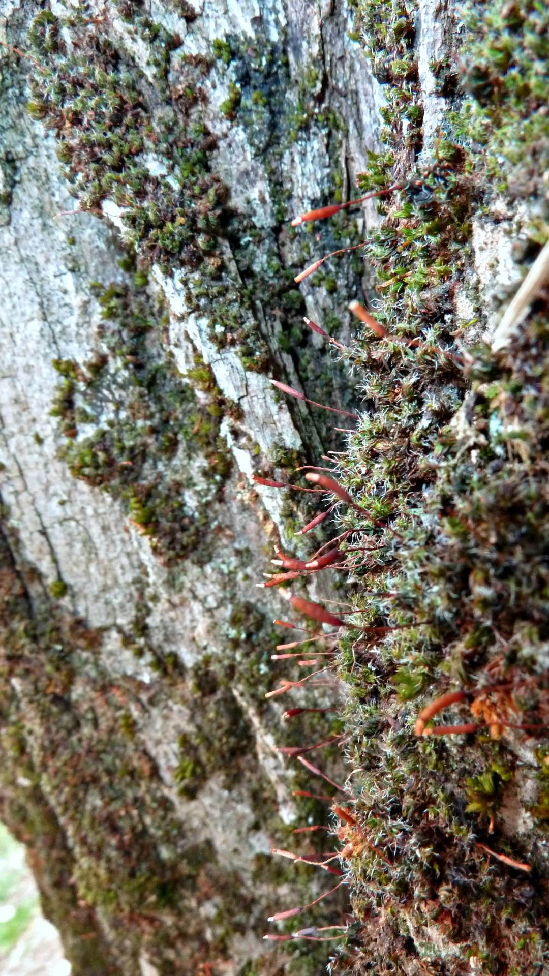 Mousses et Lichens sous le peuplier moussu