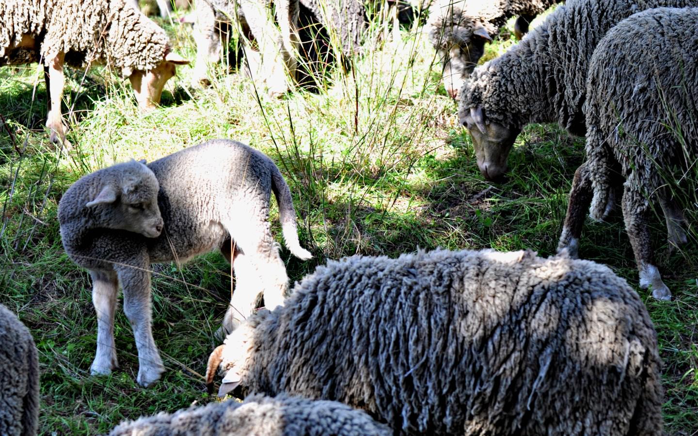 Moutons et Mouflons Printemps 2010 l'agneau grandit