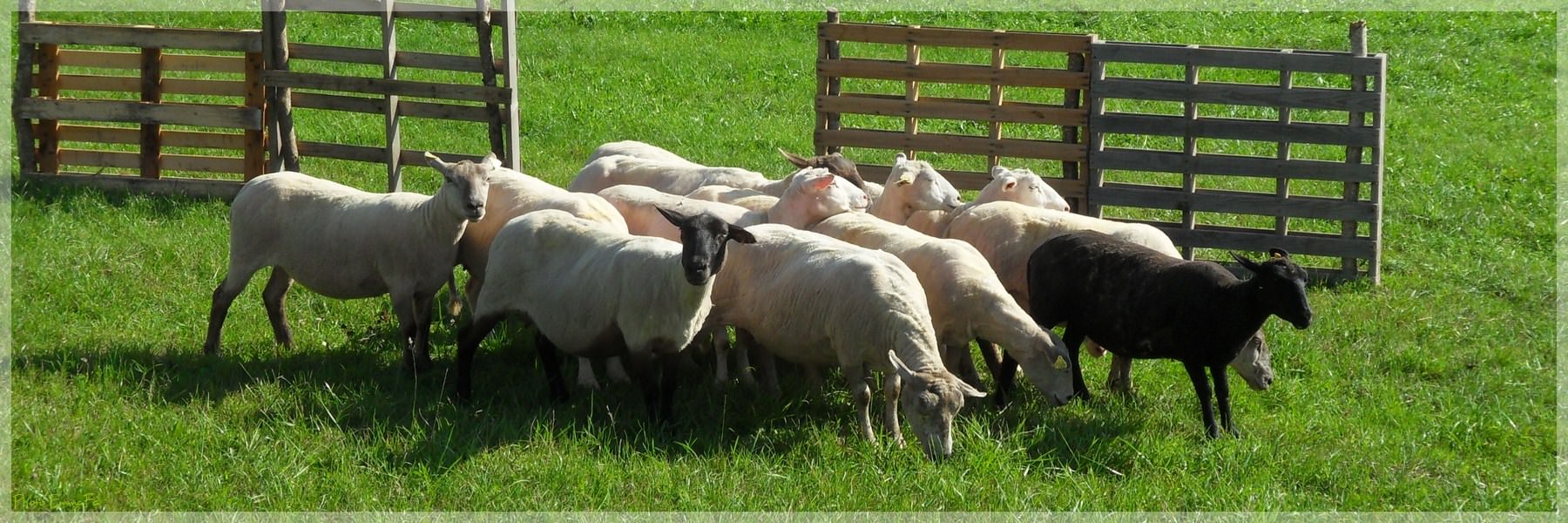 Moutons et Mouflons Bêêê