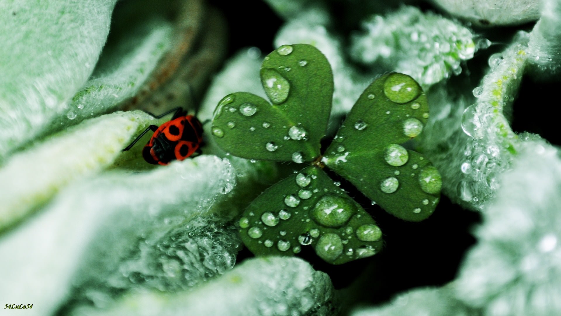 Fleurs TREFLE A TROIS FEUILLES...