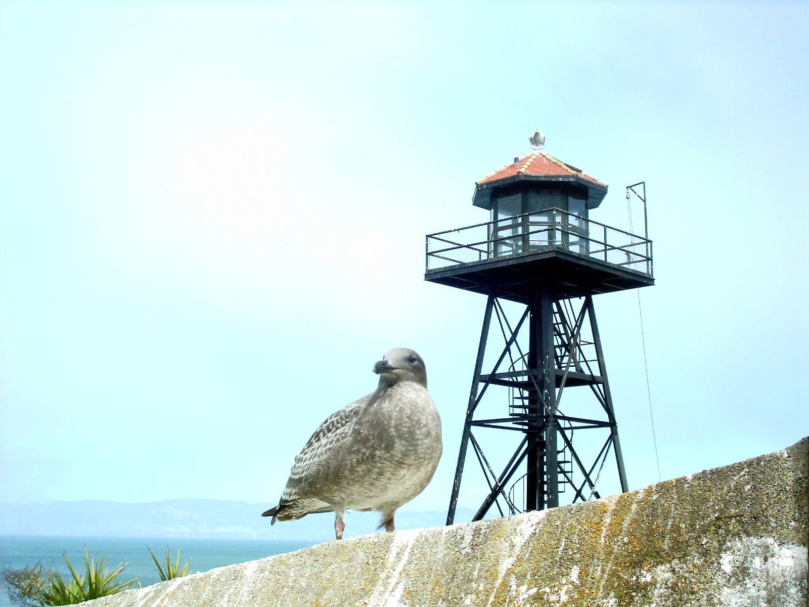 Albatros Mouette d'Alcatraz