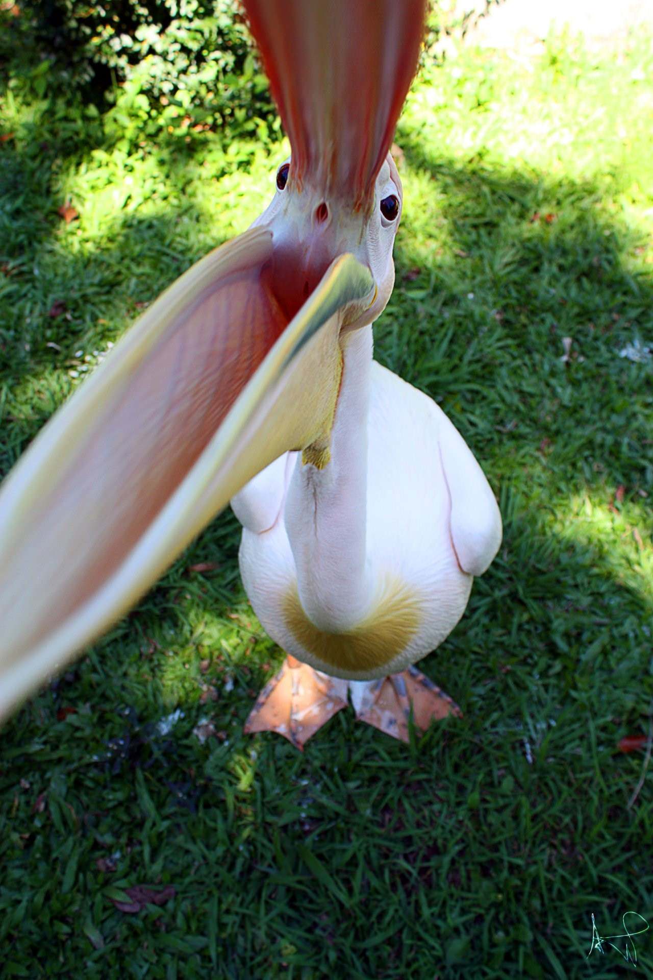 Oiseaux et Pelicans Parc Forestier Nouvelle Calédonie