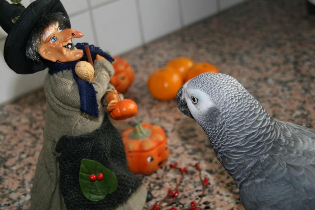 Perroquets Halloween