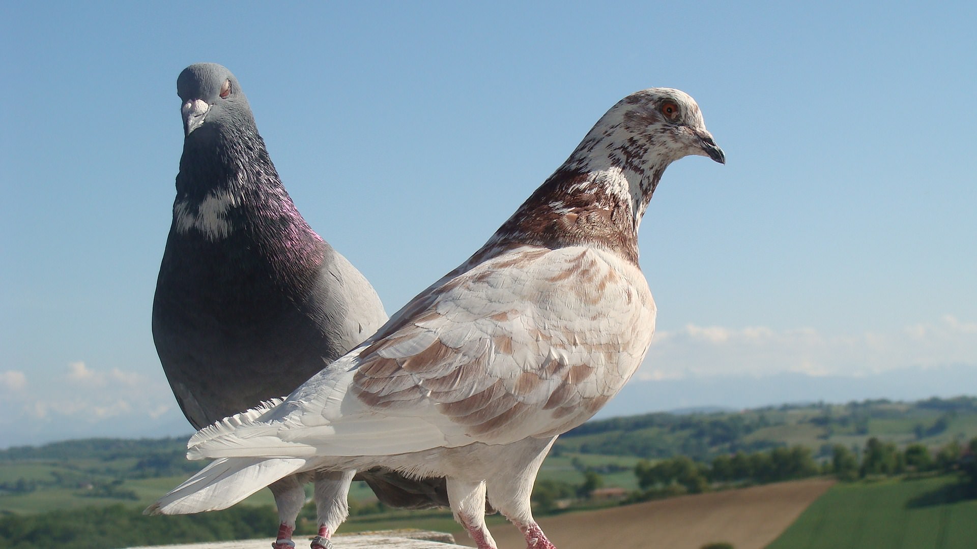 Pigeons et Tourterelles Wallpaper N°262000