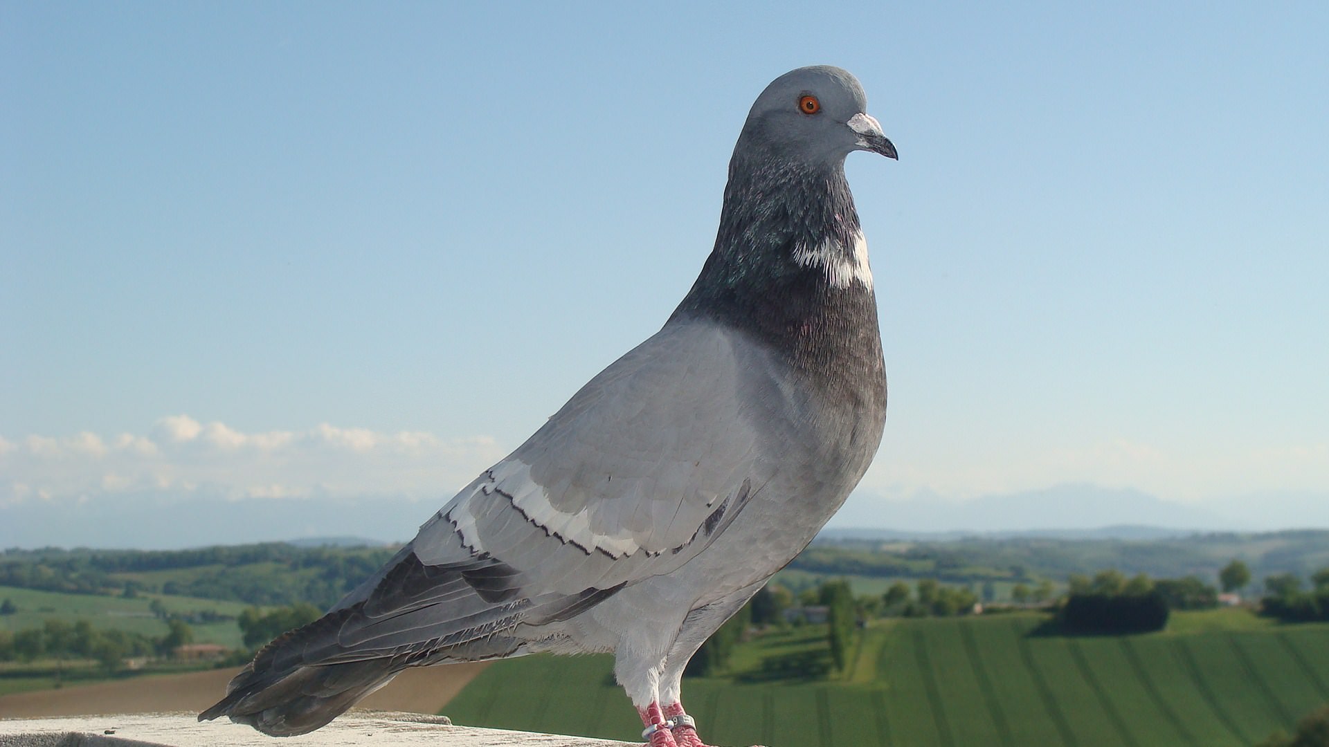 Pigeons et Tourterelles Wallpaper N°262001