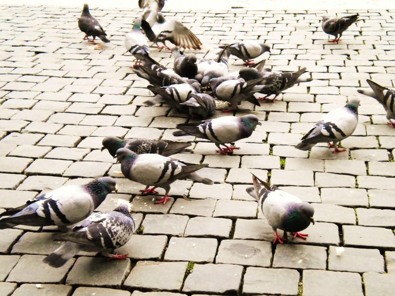 Pigeons et Tourterelles pigeons