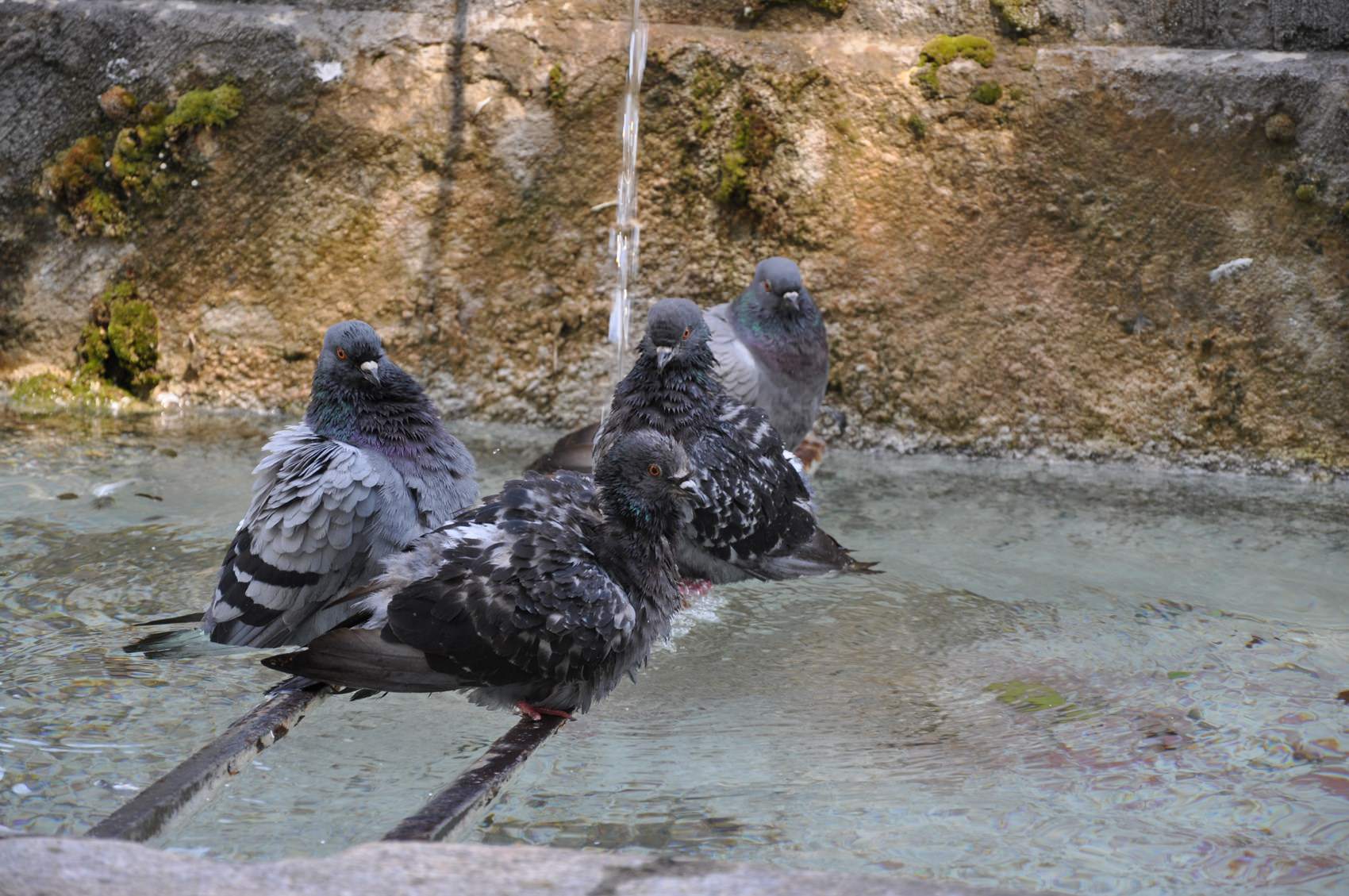 Pigeons et Tourterelles Trois pigeons qui se rafraîssent