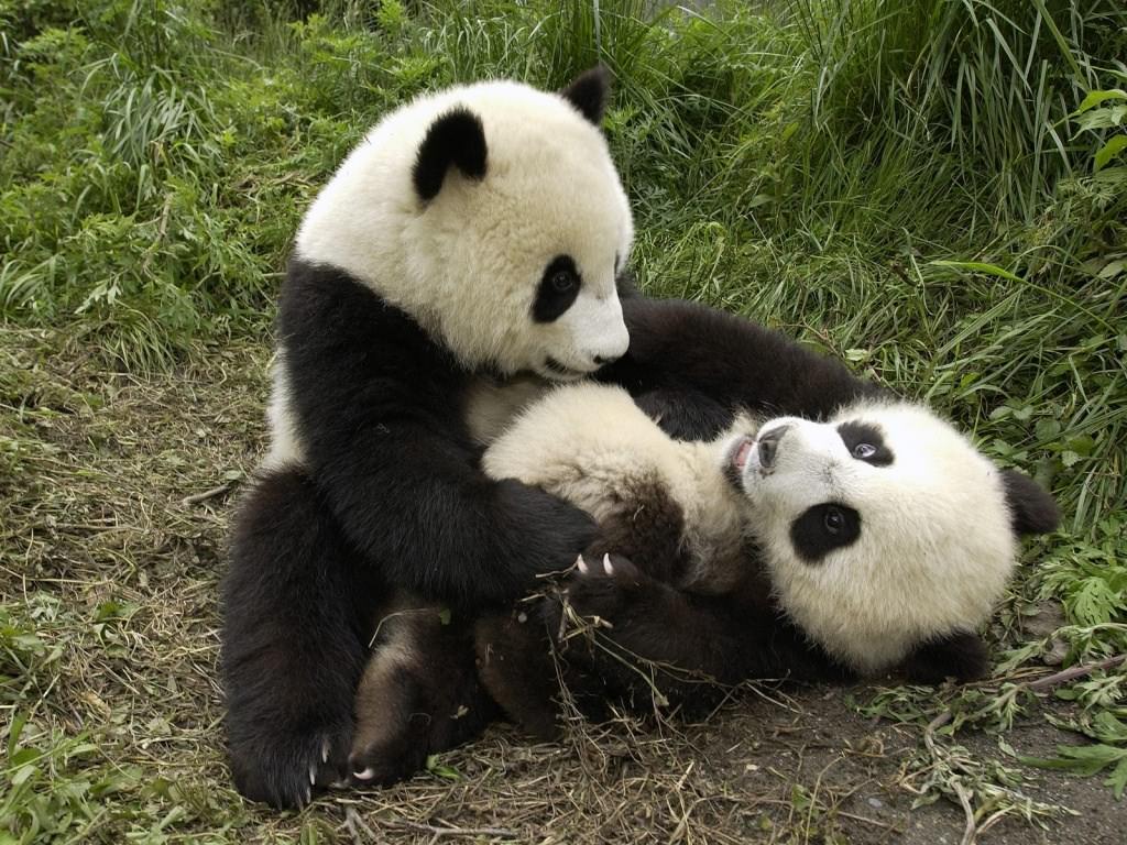 Pandas Two Cute Playing Pandas