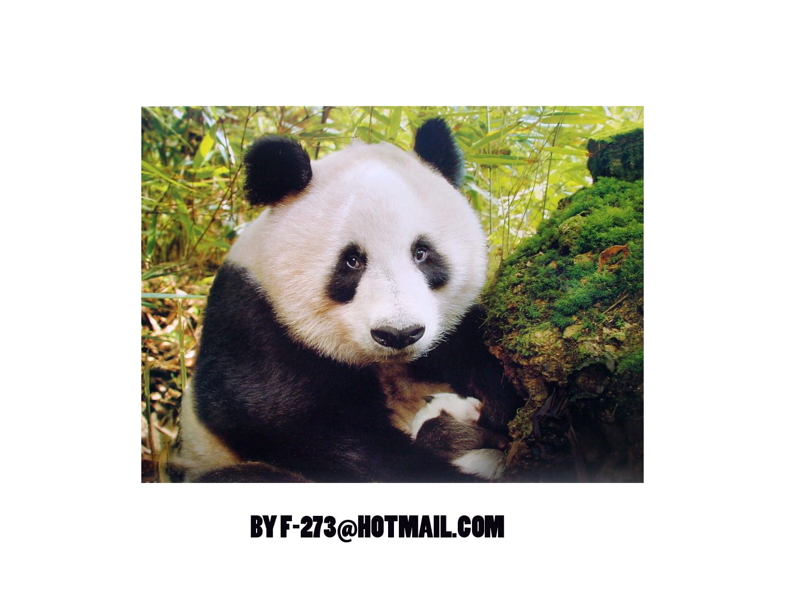 Pandas Wallpaper N°264924