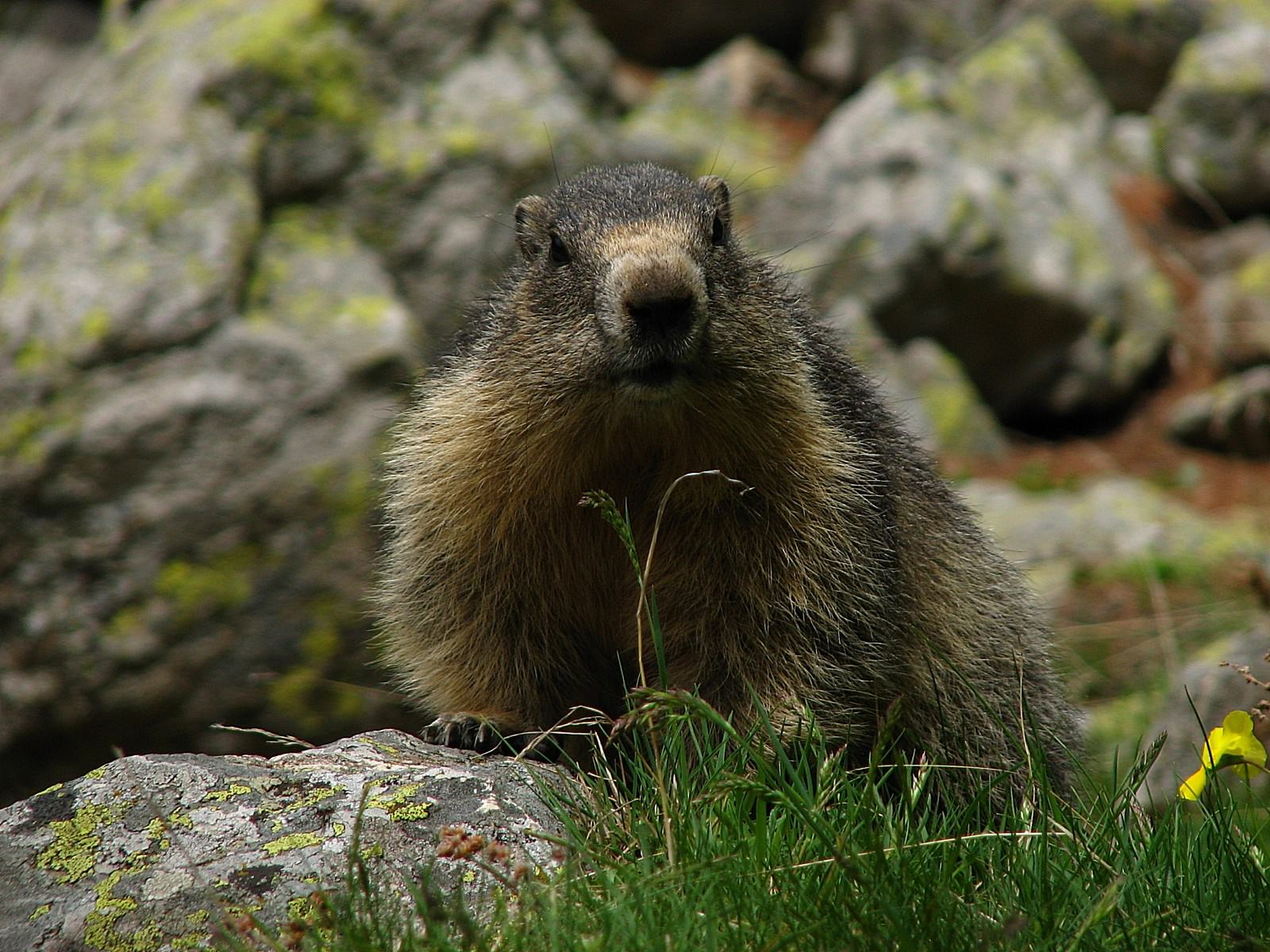 Marmottes Marmotte dans le Mercantour 