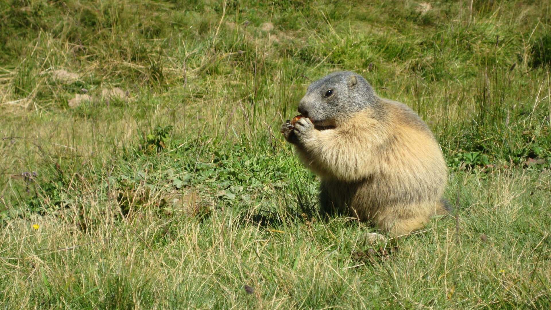 Marmottes Marmotte qui mange !