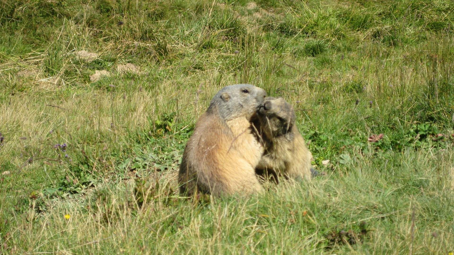 Marmottes Bisou de marmottes !