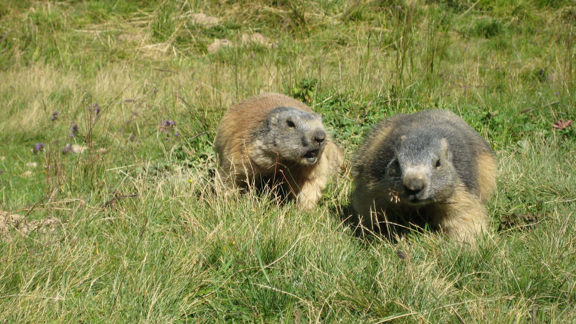 Marmottes Discussion de marmottes