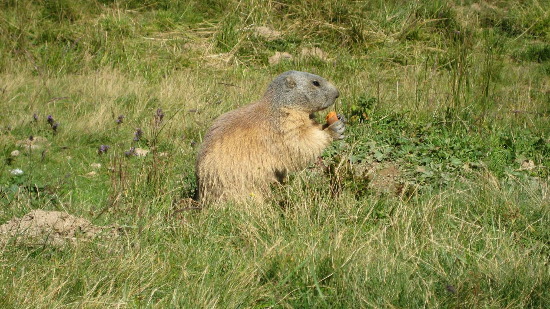 Marmottes Marmotte mange une carotte !