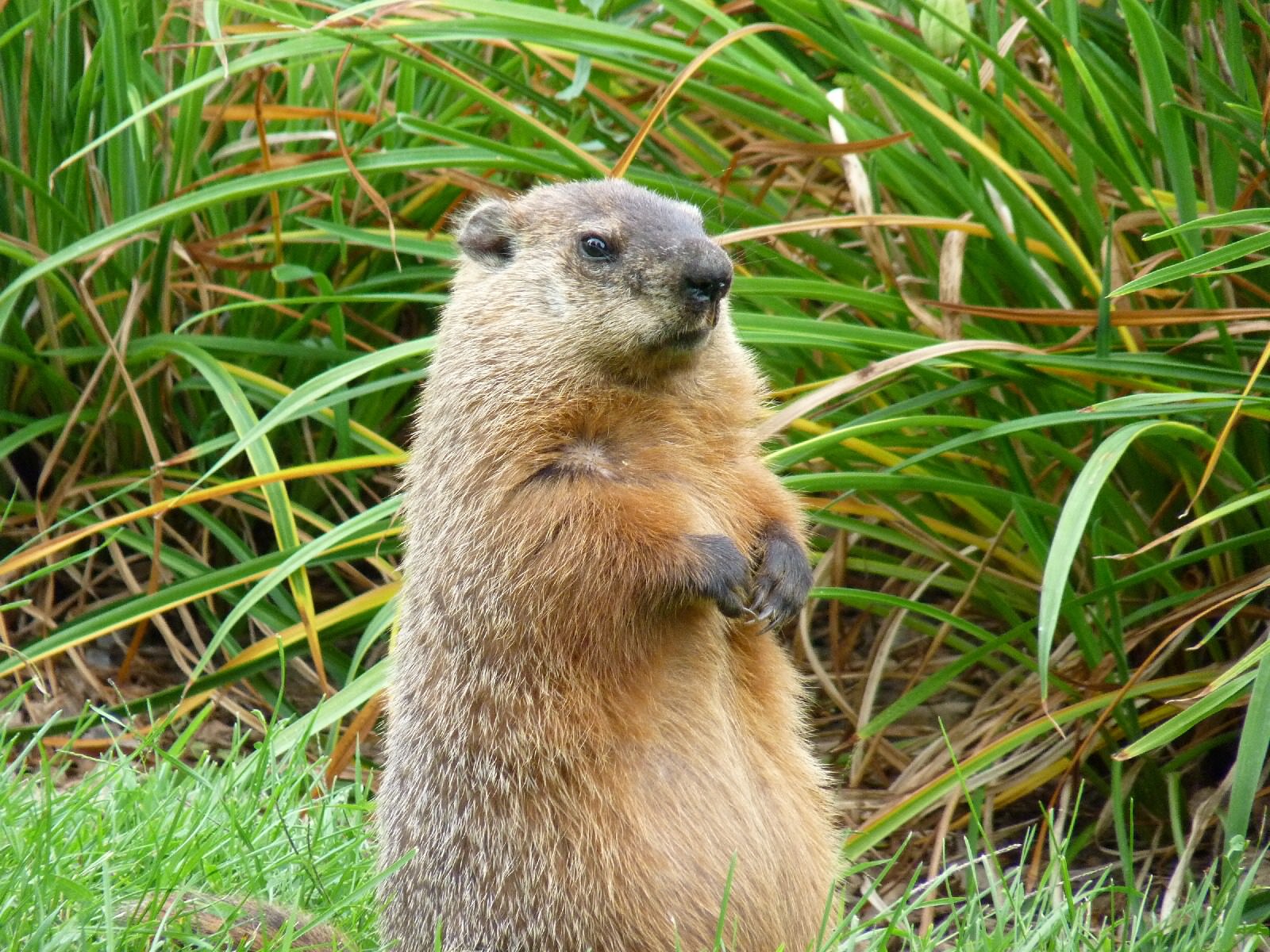 Marmottes Aux aguets