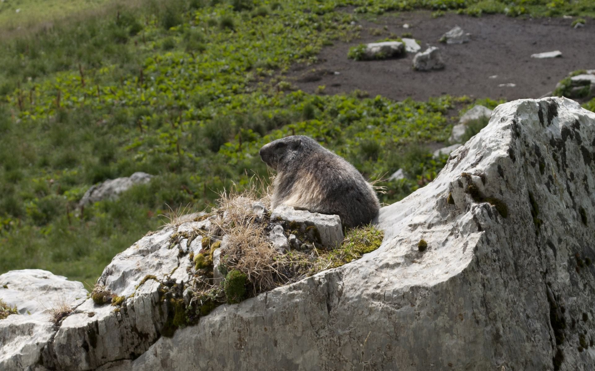Marmottes Marmotte in the wild