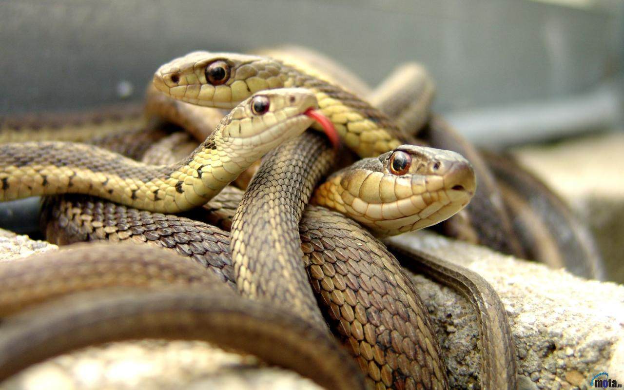 Serpents Le snake 2