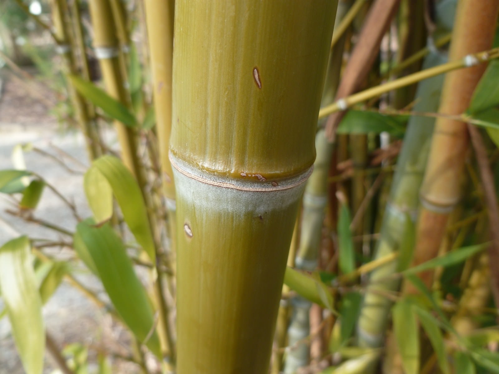 Arbres et Forets Bambou