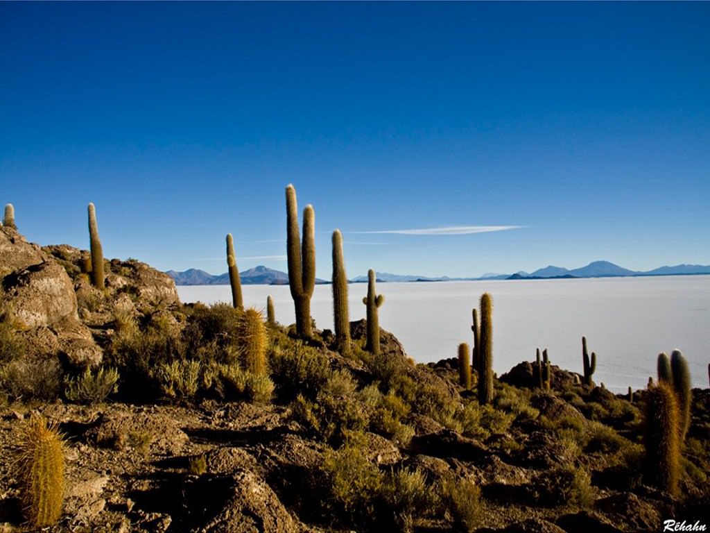 Bolivie Salar d'Uyuni, Isla del Pescado
