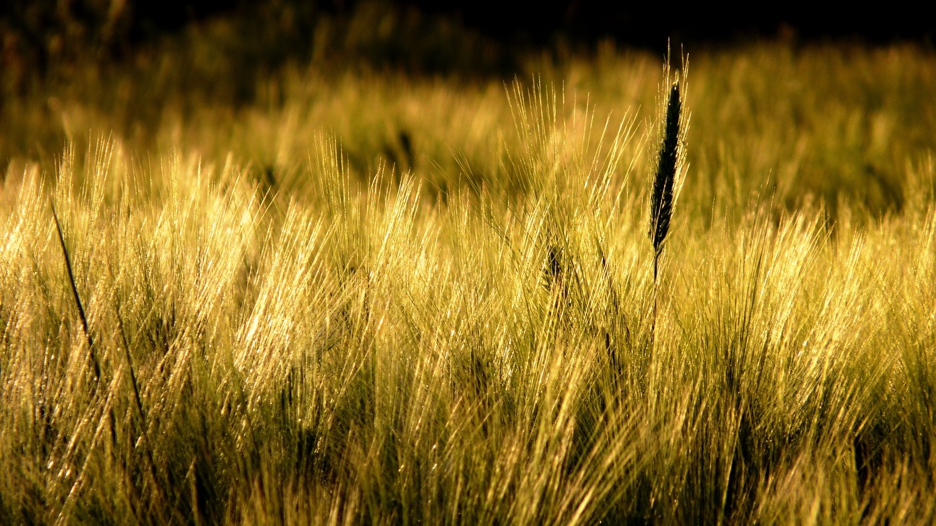 Champs et Prairies Gold wheat