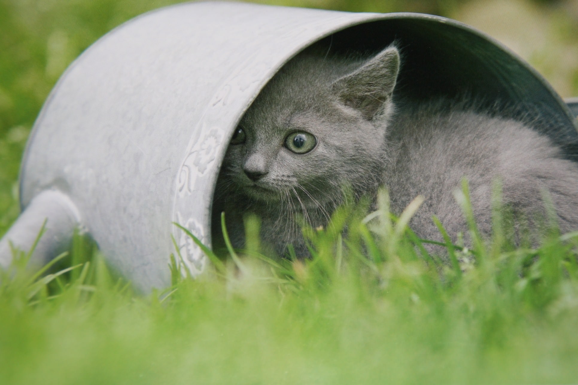 Chats chaton gris