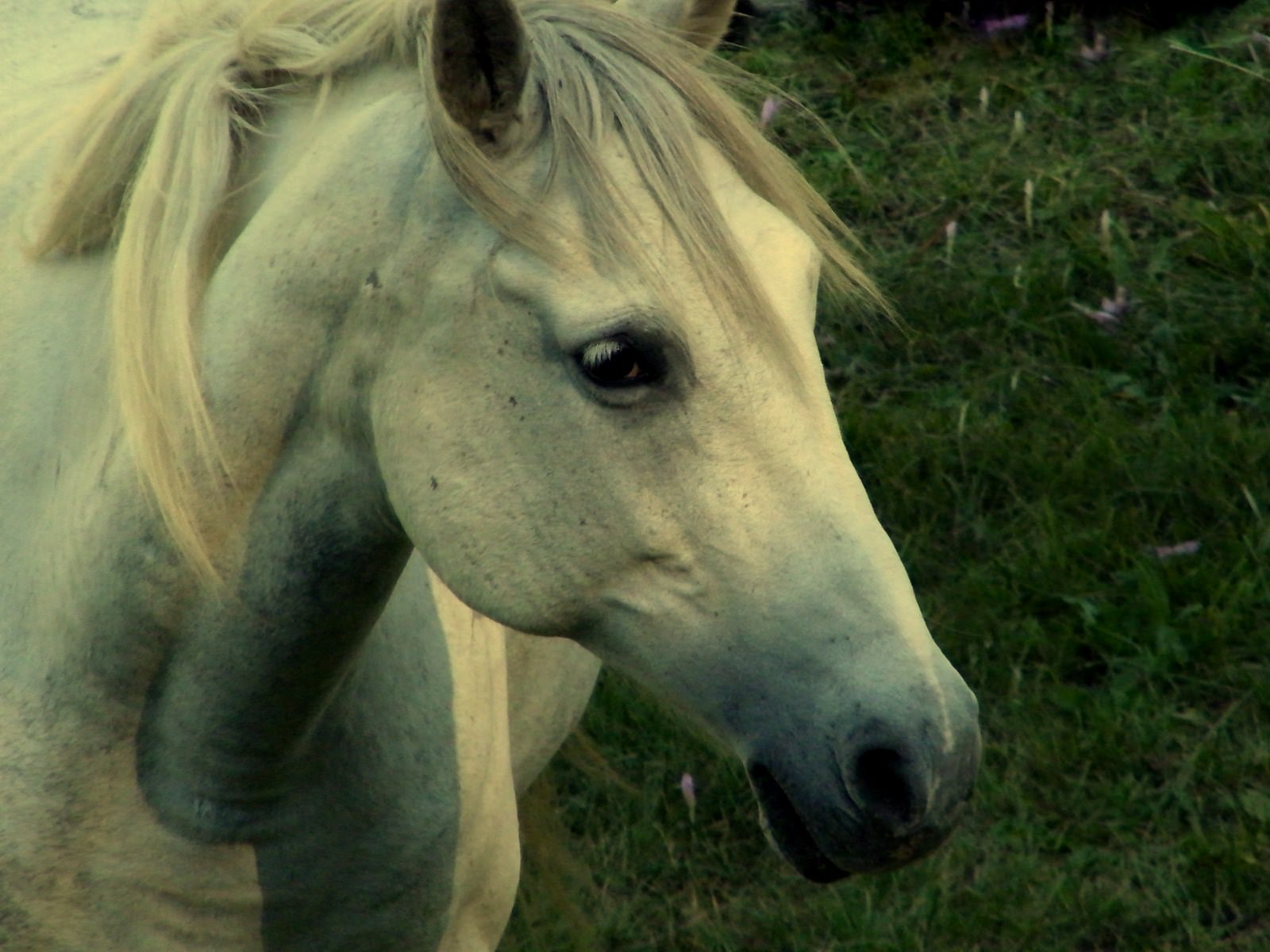 Chevaux white