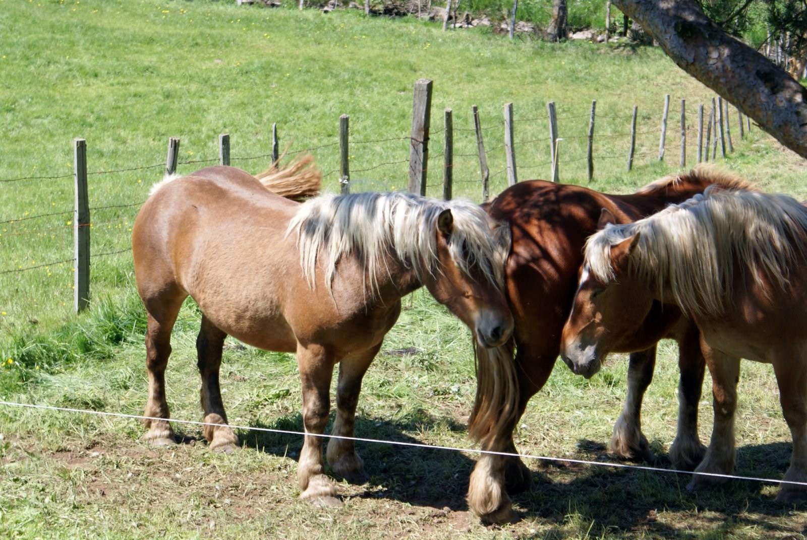 Chevaux Mais pousse-toi!