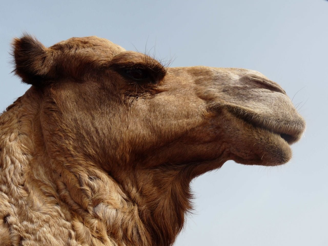 Dromadaires et Chameaux Camel