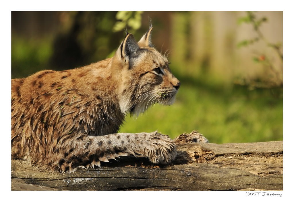 Lynxs Rien de tel qu'un bain de soleil après la baignade