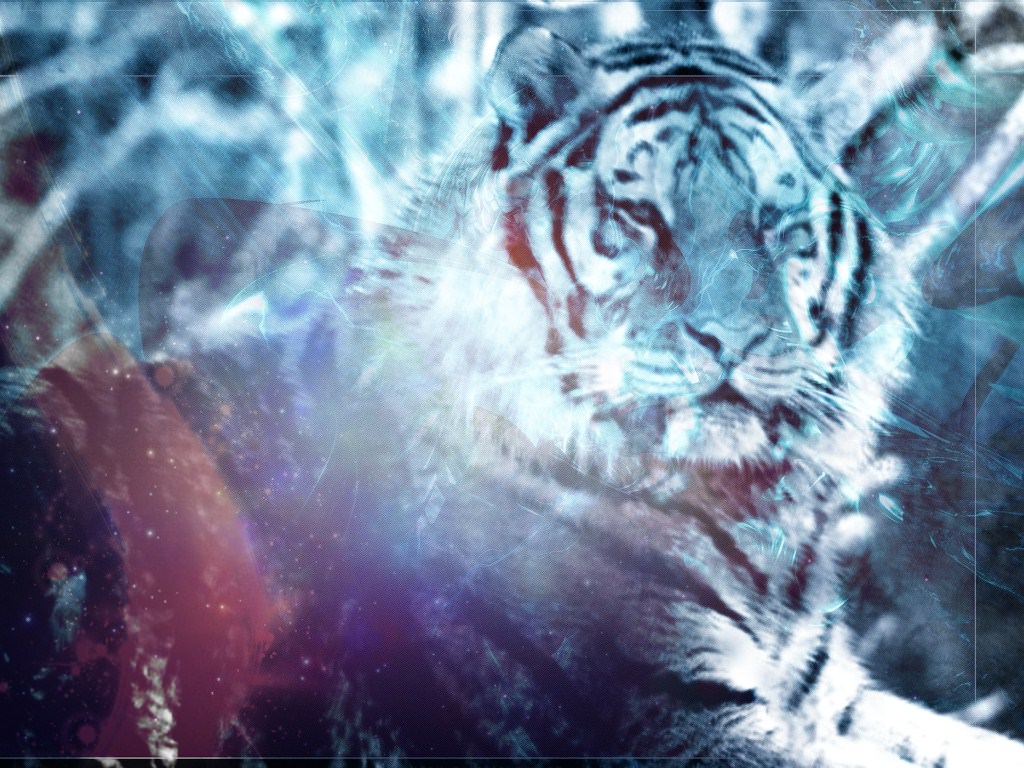 Pantheres des neiges un tigre