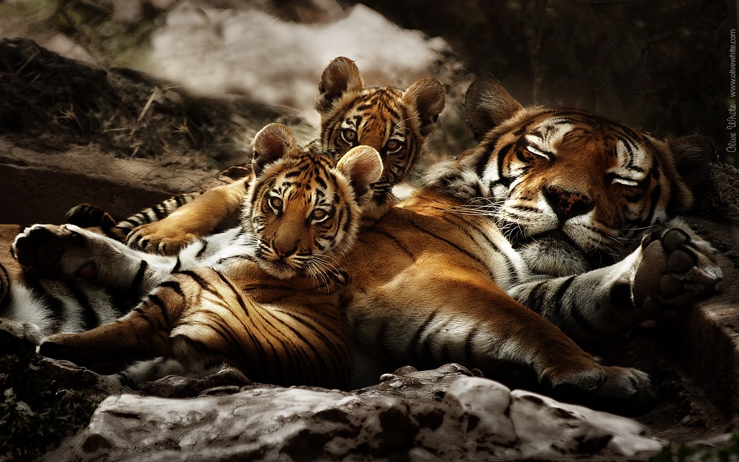 Tigres Jeunes Tigres et un Parent