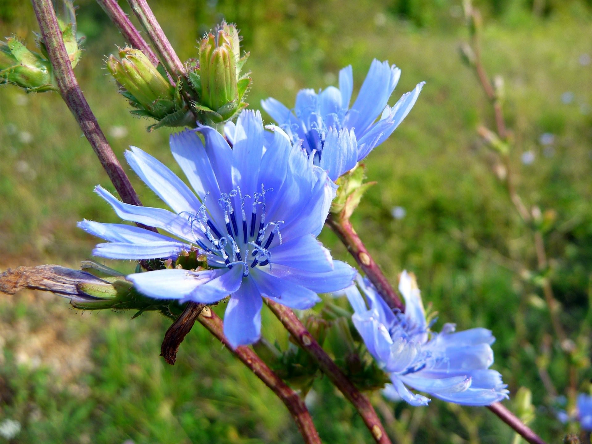 Fleurs Fleurs bleues