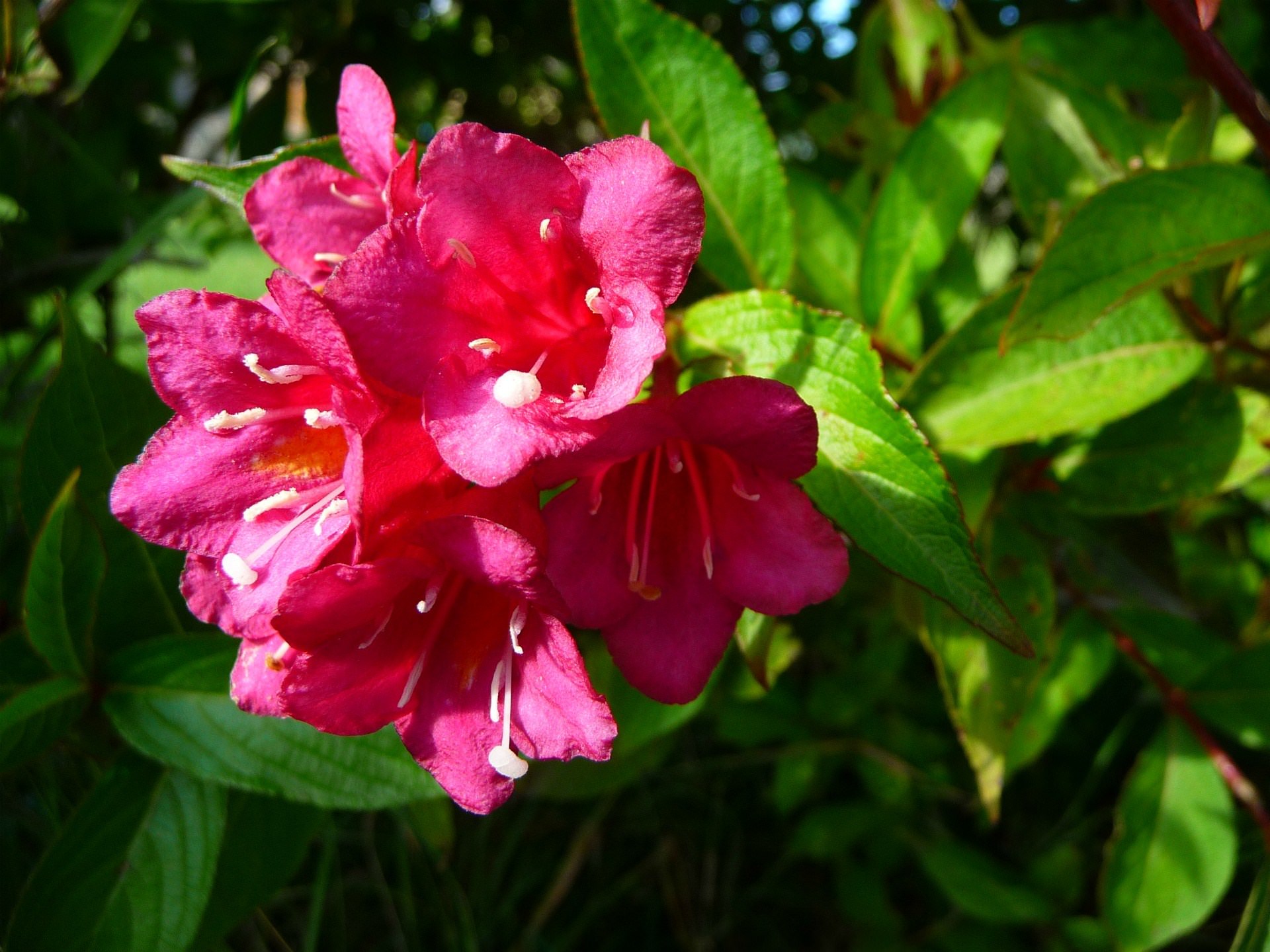 Fleurs Fleurs couleur fushia