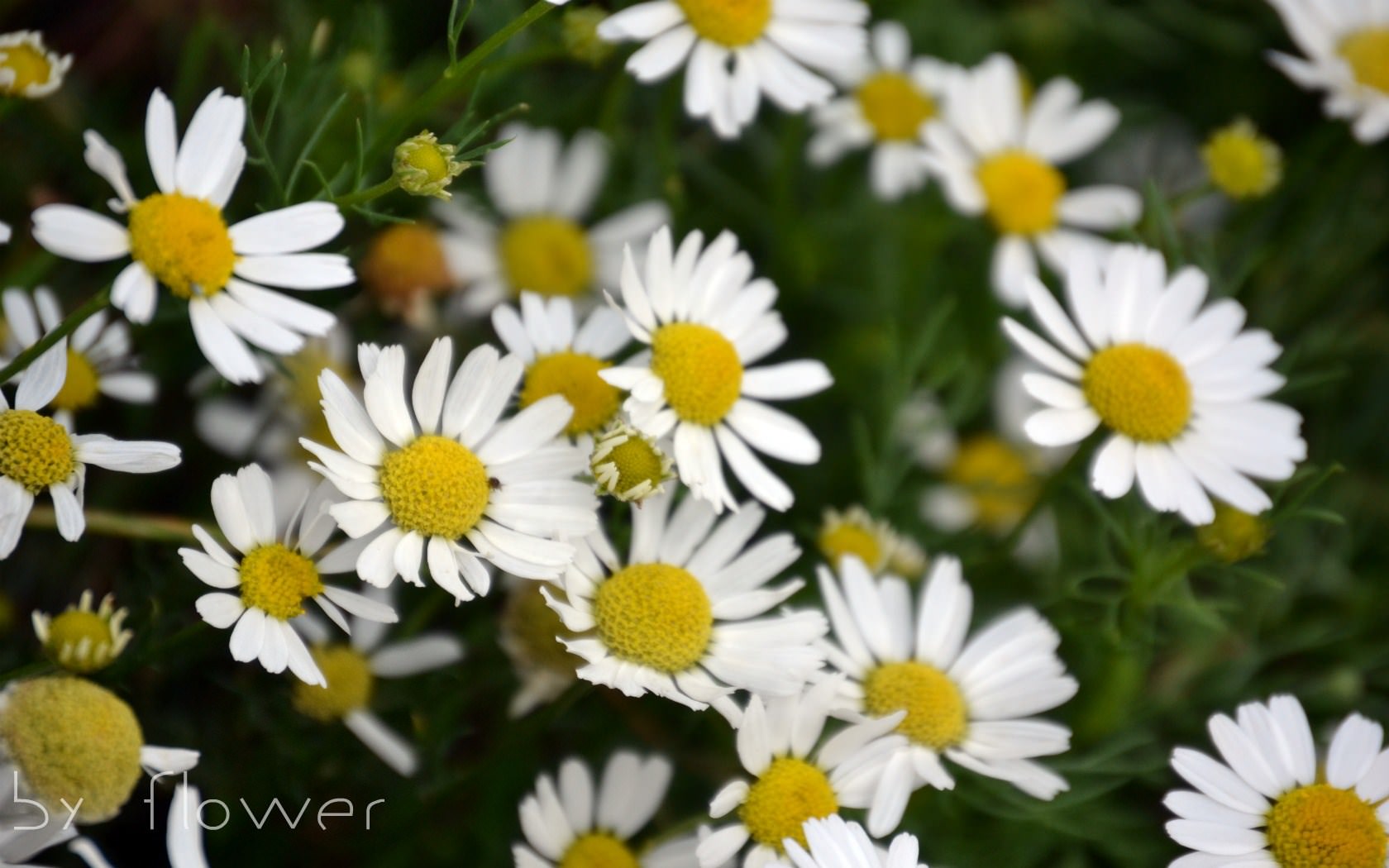 Fleurs By Flower