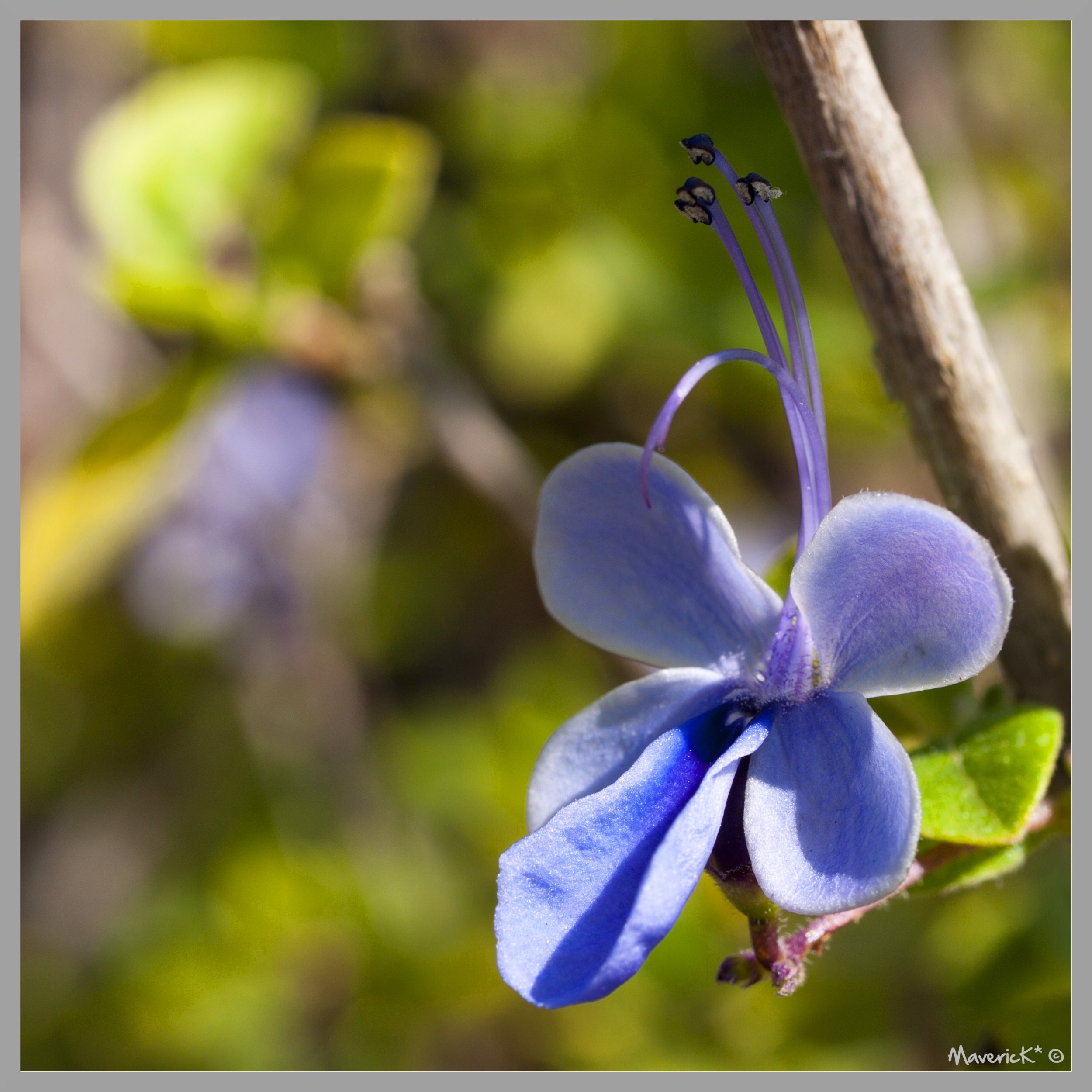 Fleurs Fleur bleue...