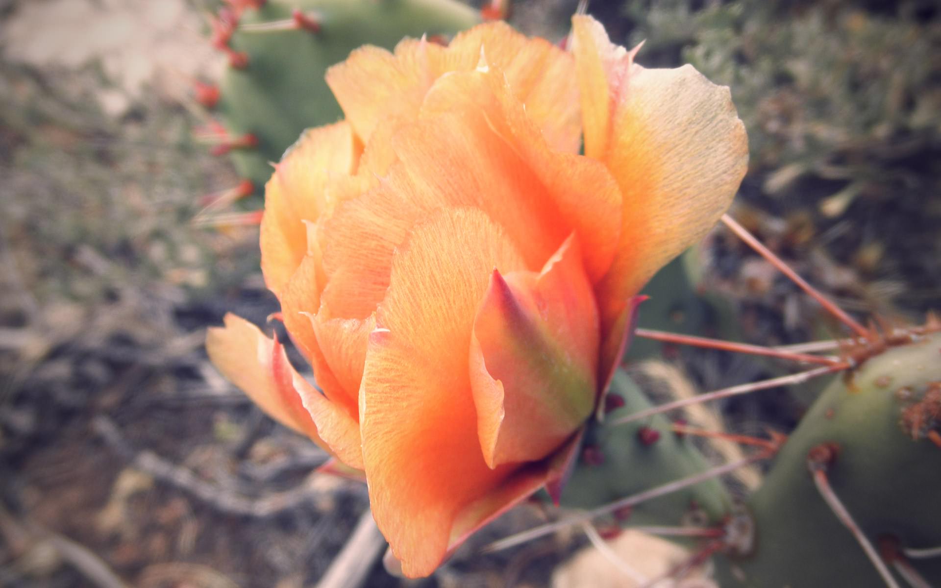 Fleurs Cactus