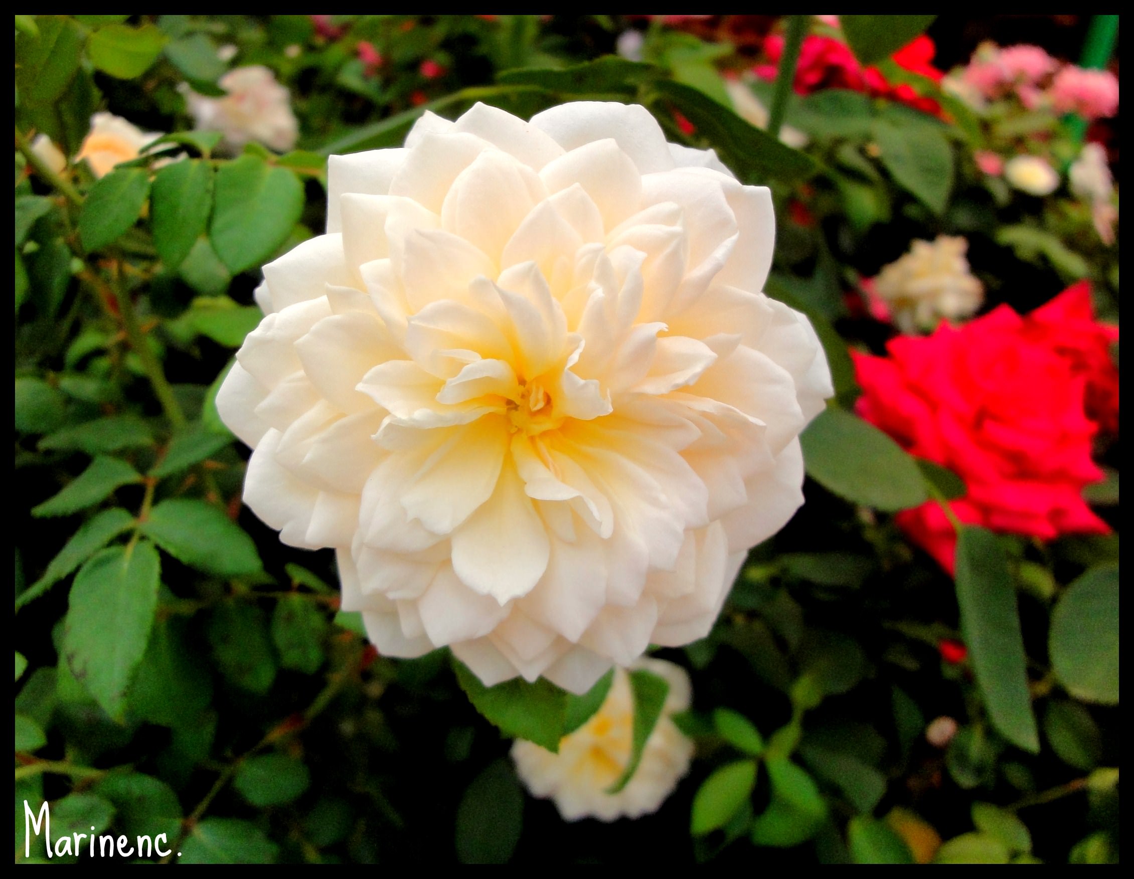 Fleurs Rose blanche 