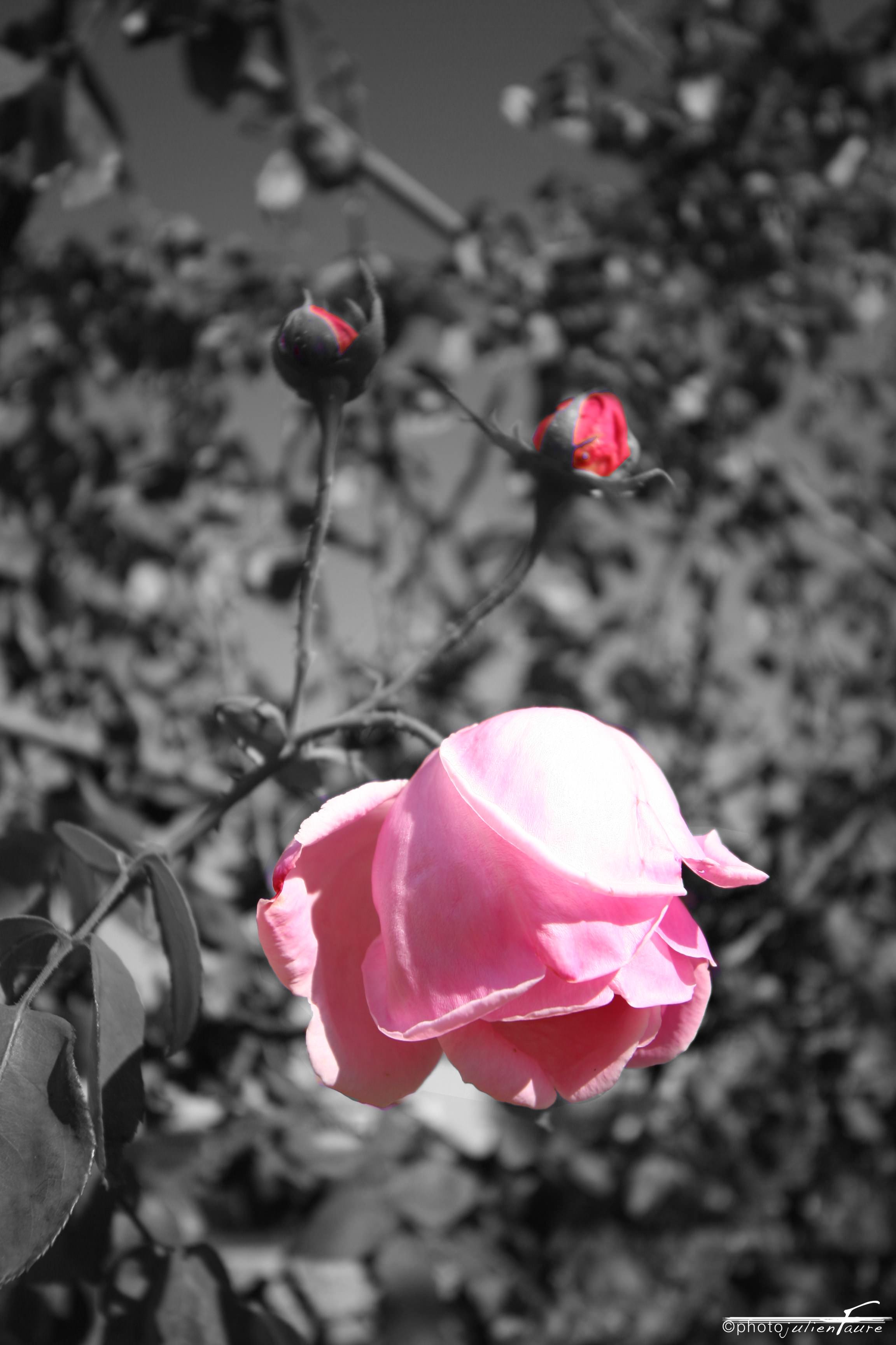 Fleurs Rose Flower
