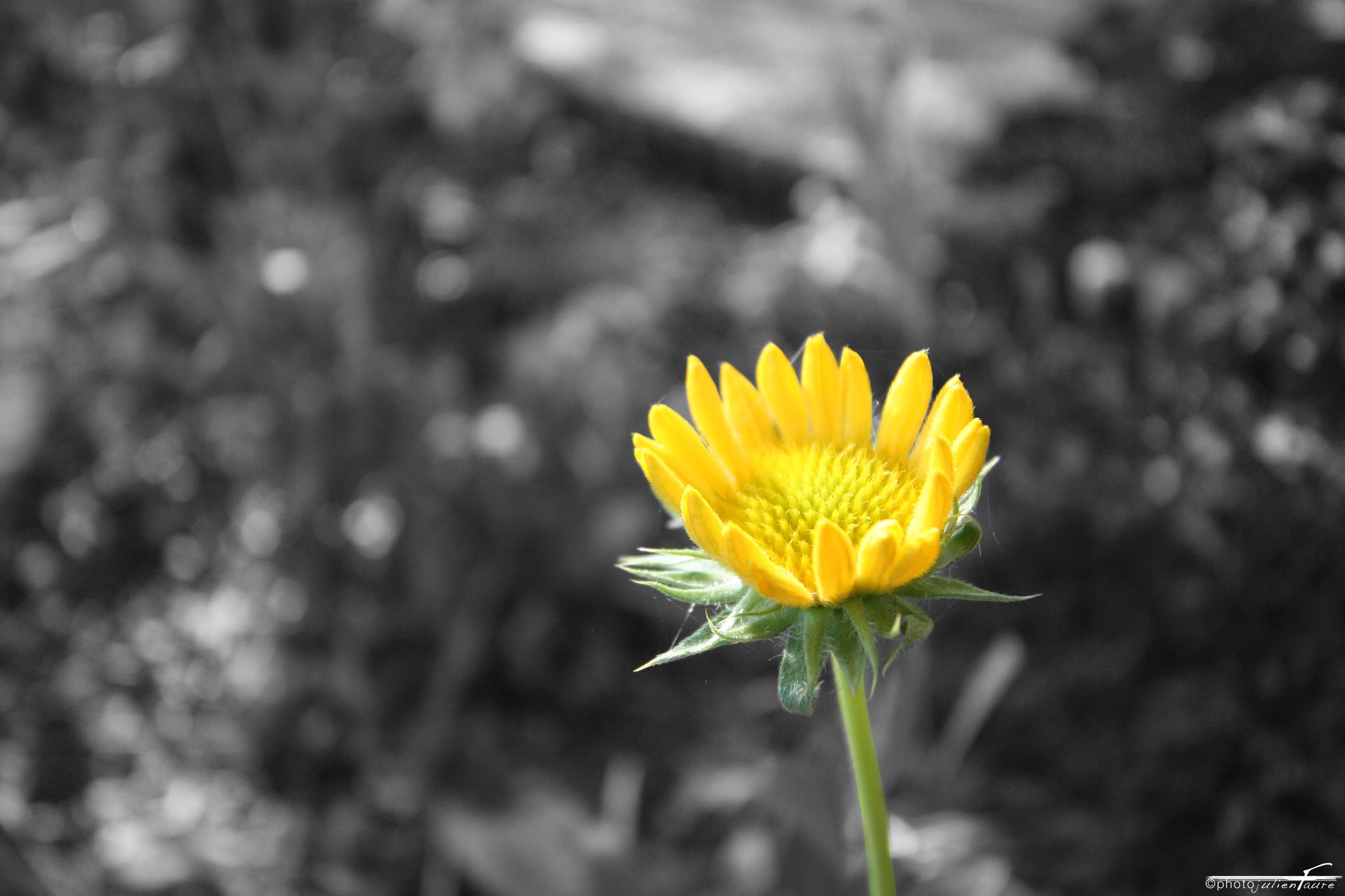 Fleurs Yellow flower