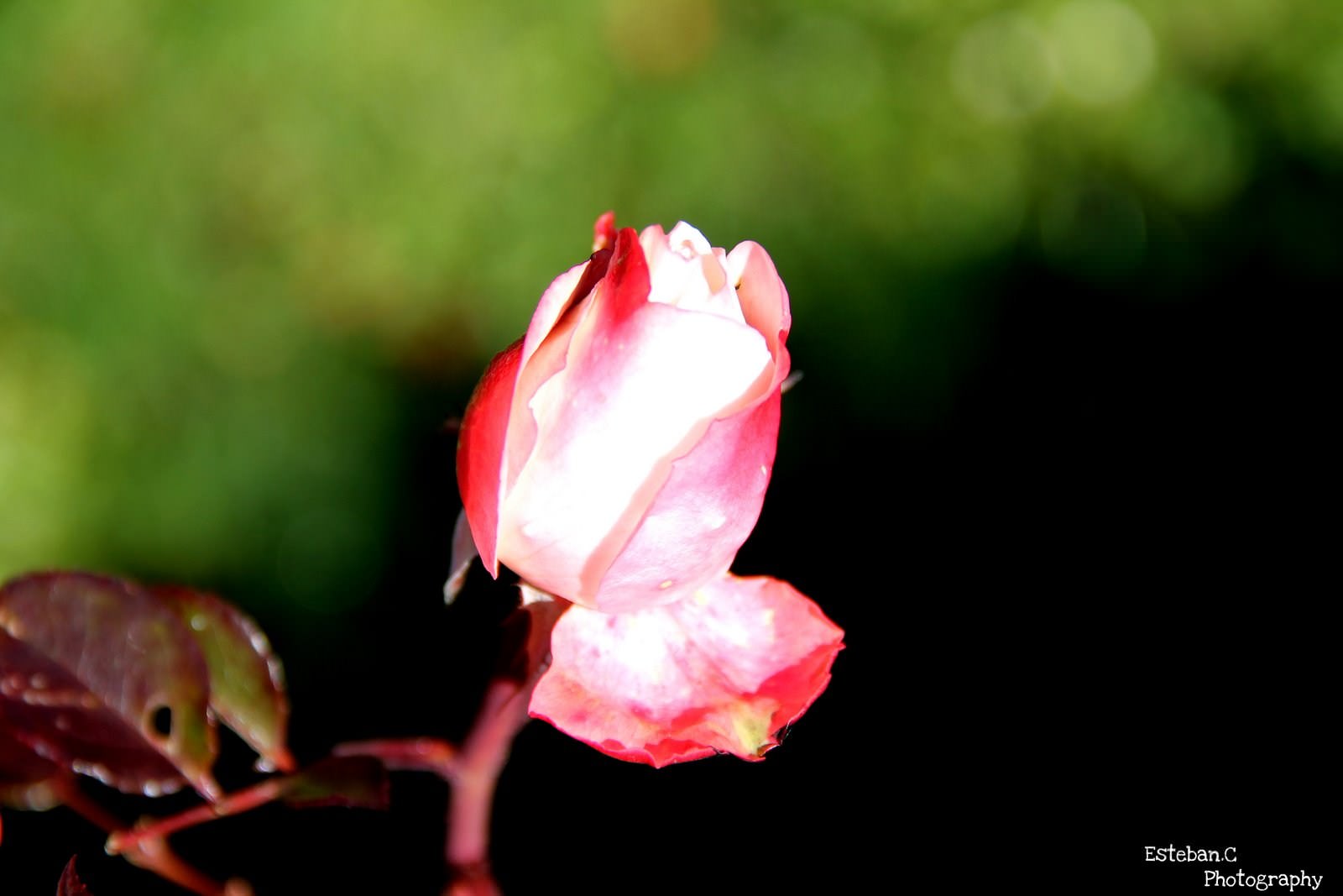 Fleurs rose