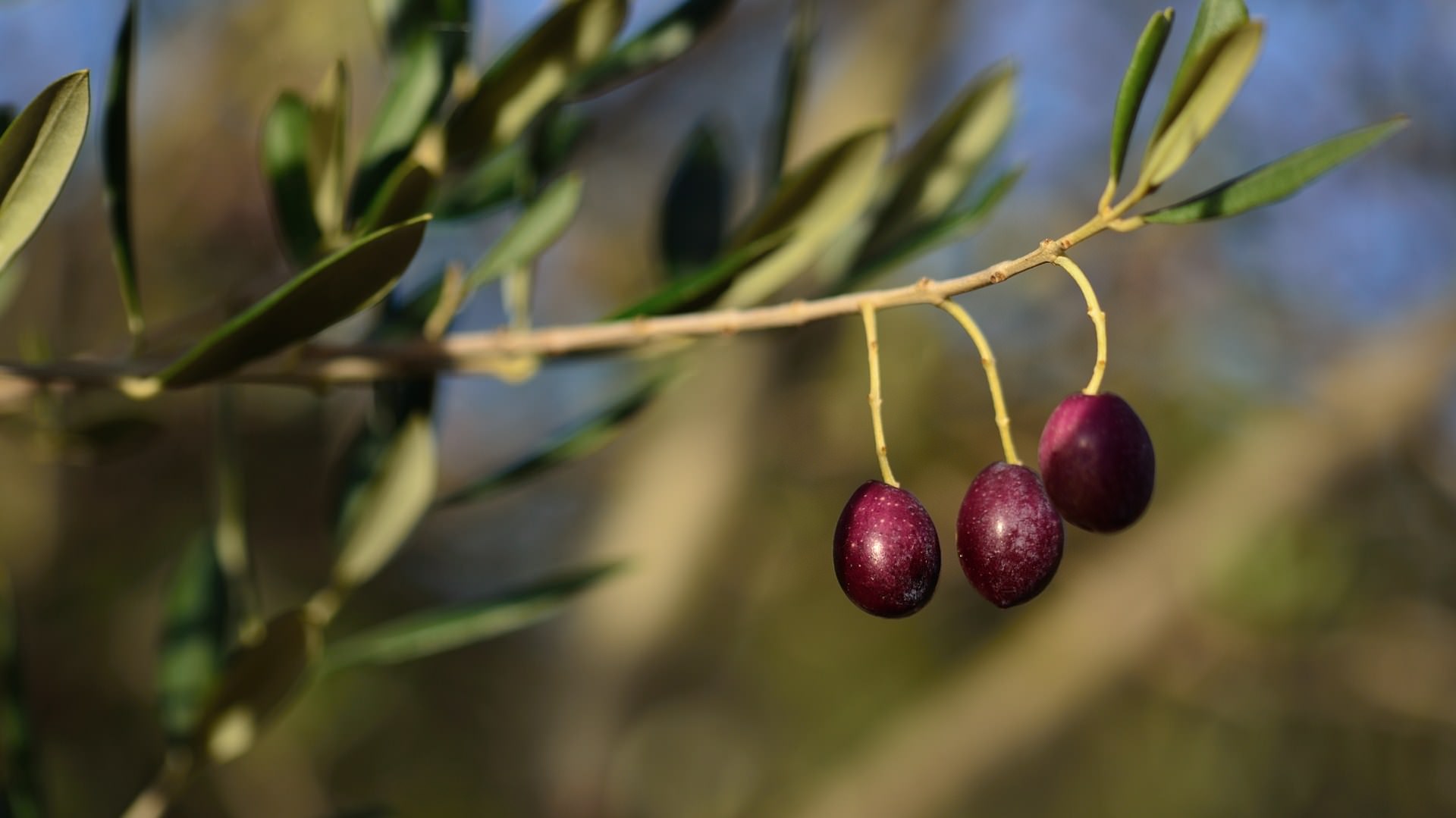 Fruits Bientôt la cueillette des olives en Provence