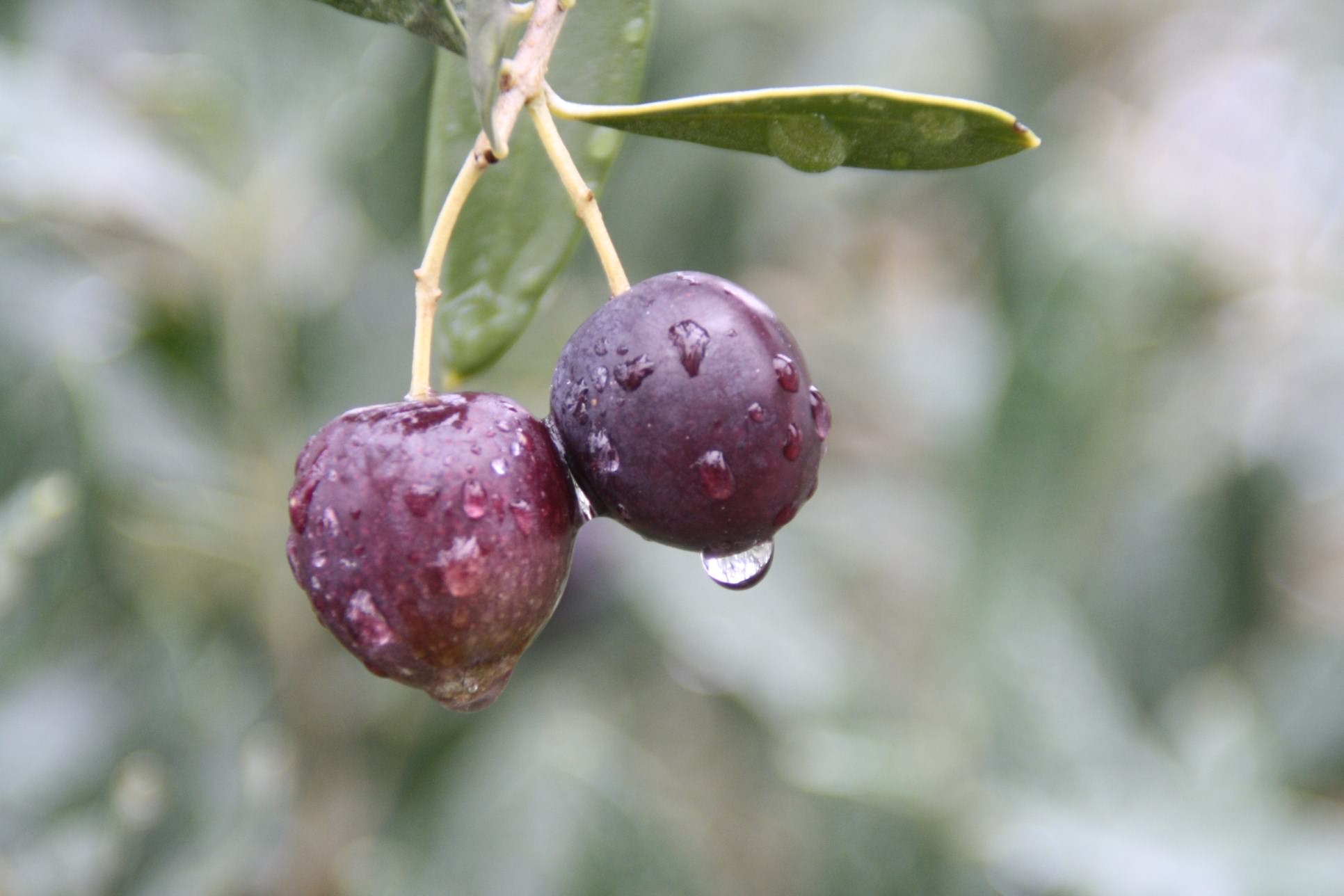Fruits Olive sous la pluie