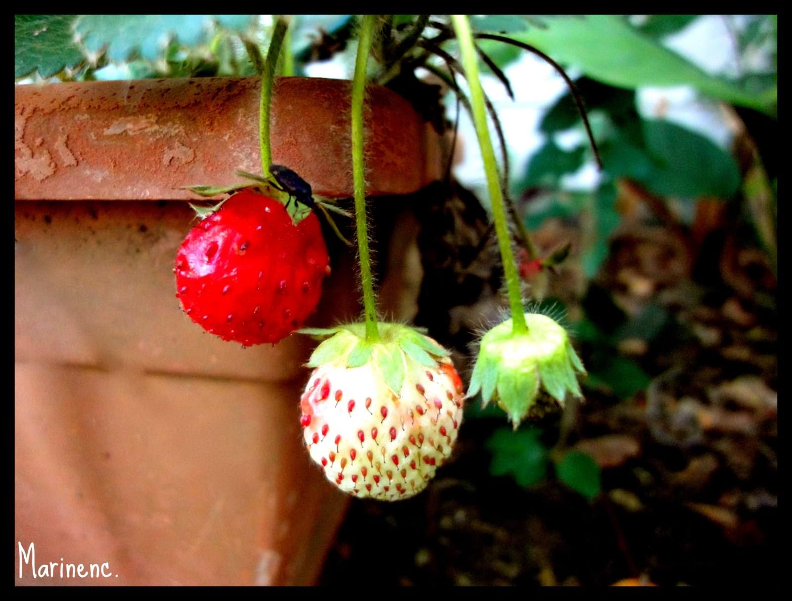 Fruits Strawberries 