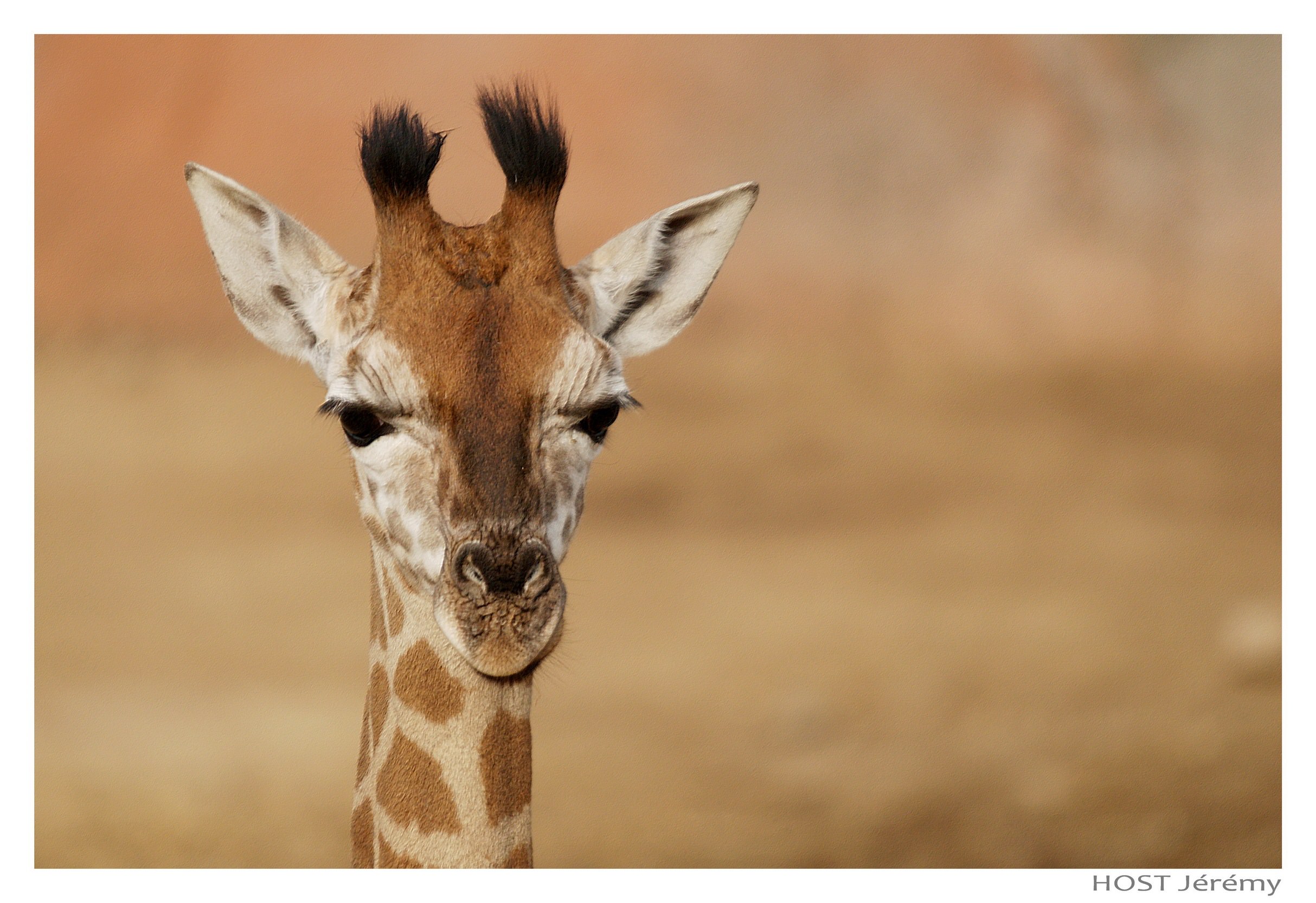 Girafes Giraffe .1