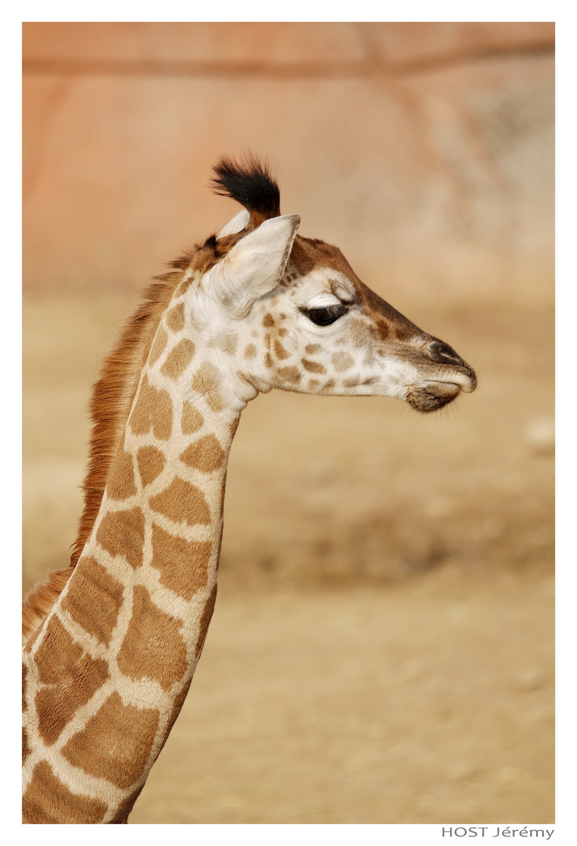 Girafes Girafe .2